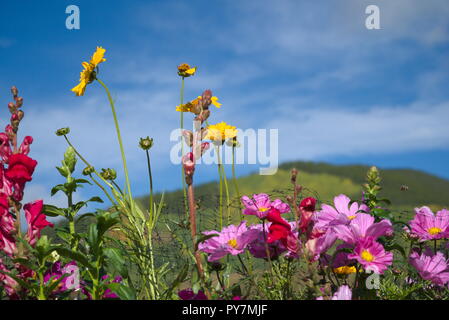 In fuoco fiori con una montagna verde e blu cielo dietro. Super piuttosto colpi di fiori troppo! Foto Stock
