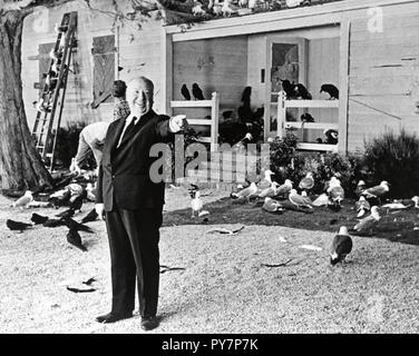 Pellicola originale titolo: GLI UCCELLI. Titolo italiano: GLI UCCELLI. Anno: 1963. Direttore: Alfred Hitchcock. Stelle: Alfred Hitchcock. Credito: Alfred J. Hitchcock Productions / Album Foto Stock