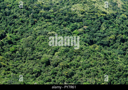 Tropical foresta secca di Wildlife Refuge di Taboga e isole di Uraba, allevamento home di pellicani marroni e altri uccelli marini. Foto Stock