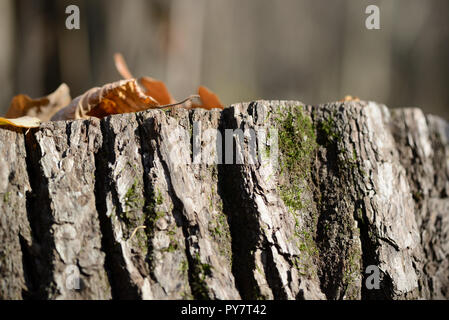 Foglie secche su un moncone in autunno forest close up Foto Stock