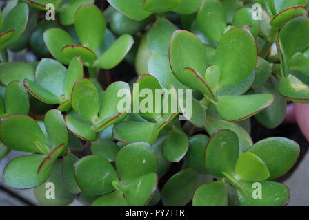 Chinese Lucky Money impianto fino vicino Foto Stock