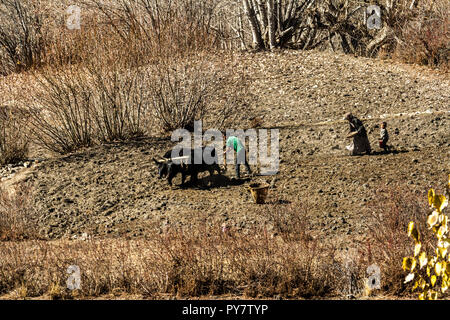 Jharkot, Nepal - Novembre 17, 2015: Nepalese famiglia con l aiuto di un toro di arare il terreno nel tardo autunno Foto Stock