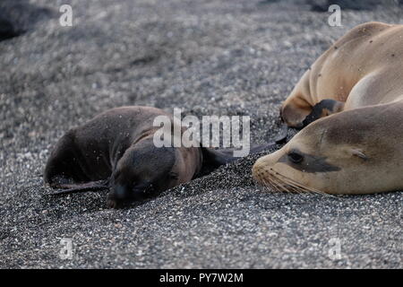 La madre e il bambino tenuta sulla spiaggia di ciottoli, Isole Galapagos Foto Stock