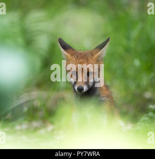 Dettaglio, vista frontale primo piano di giovani volpi rossi del Regno Unito (Vulpes vulpes) nascondendosi nel bosco britannico, fissando testa a testa. Bella volpe testa e viso ritratto. Foto Stock