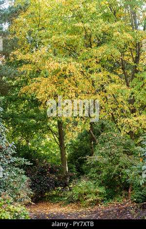 Betula grossa. Ciliegia giapponese betulla fogliame di autunno a RHS Wisley Gardens, Surrey, Inghilterra Foto Stock
