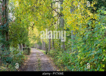 Pista di fattoria fiancheggiata da alberi d'autunno nel cotswolds. Broadway, Worcestershire, Inghilterra Foto Stock