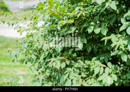 Roveto ardente, Euonymus alatus, in estate verde-leafed tappa prima di girare il crimson in autunno. Stati Uniti d'America. Foto Stock
