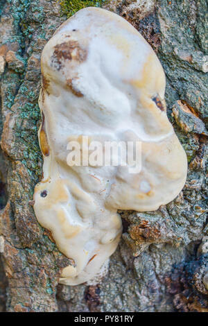 Fungo bianco fungo cresce sul vecchio tronco di albero. Gruppo di legno grande funghi o funguses parasitize sul muschio coperto tronco di albero Foto Stock