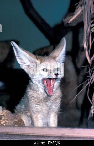 Non 300243 FENNEC FOX Fennecus zerda Foto Stock