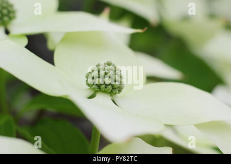 Cornus kousa var. chinensis " Cina Girl'. Il cinese sanguinello visualizzazione attraente delle brattee, inizio estate, REGNO UNITO Foto Stock