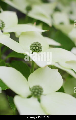 Cornus kousa var. chinensis " Cina Girl'. Il cinese sanguinello visualizzazione attraente delle brattee, inizio estate, REGNO UNITO Foto Stock