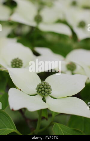 Cornus kousa var. chinensis " Cina Girl'. Il cinese sanguinello visualizzazione attraente delle brattee, inizio estate, REGNO UNITO Foto Stock