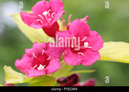 Weigela florida " Rubini N Oro' fioritura in un giardino inglese, Maggio, REGNO UNITO Foto Stock