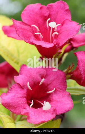 Weigela florida " Rubini N Oro' fioritura in un giardino inglese, Maggio, REGNO UNITO Foto Stock