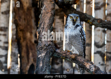 Northern hawk owl o surnia ulula posatoi su un ramo Foto Stock