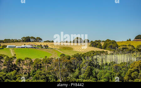 Grande Otway National Park. Otway fly Tree Top Walk. A piedi tra le cime degli alberi della foresta Australiana, vicino alla città di Apollo Bay (che è locat Foto Stock