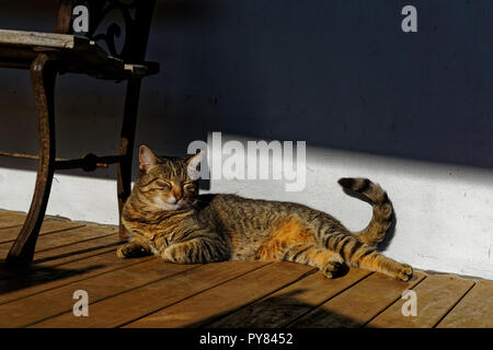 Lasciate che i gatti a pelo menzogna. Un gatto napping in sun. Foto Stock