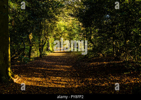 La mattina presto in autunno la luce del sole su un sentiero di Ashridge Estate, Hertfordshire, Regno Unito Foto Stock