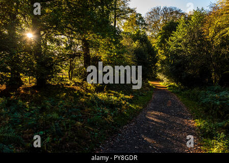 La mattina presto in autunno la luce del sole che splende su un percorso in Ashridge Estate, Hertfordshire, Regno Unito Foto Stock