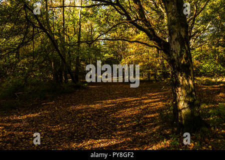 La mattina presto in autunno la luce del sole su un percorso in Ashridge Estate, Hertfordshire, Regno Unito Foto Stock