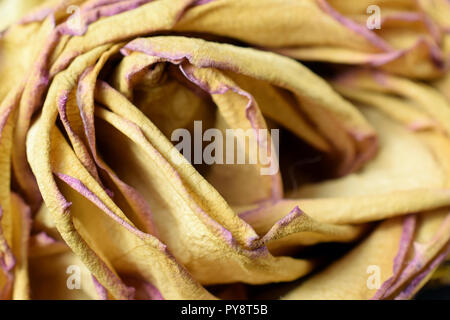 Close up di essiccazione rosa gialla. Foto Stock