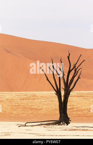 Deadvlei Namibia - gli alberi morti per 8000 anni nelle dune del deserto del Namib, Namib Naukluft National Park, Namibia Foto Stock