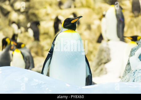 Bird, la fauna selvatica e lo zoo di concetto - pinguino imperatore allo zoo Foto Stock