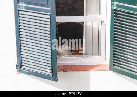 Appoggio divertente gatto dorme nella finestra Foto Stock