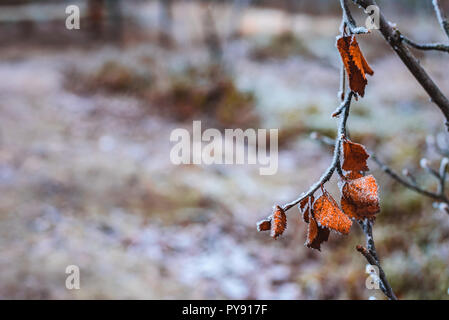 Con branche a secco di colore arancione pallido Betulla foglie in brina tardo autunno Foto Stock