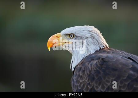 Weisskopf-Seeadler, Weisskopfseeadler, aquila calva, Haliaeetus leucocephalus, Vogel, Bird, Foto Stock