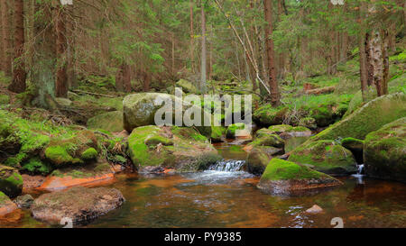 Romantico scenario della foresta nella catena montuosa di Harz, Germania. Un tranquillo ruscello e pietre di muschio nella lussureggiante foresta verde. Foto Stock