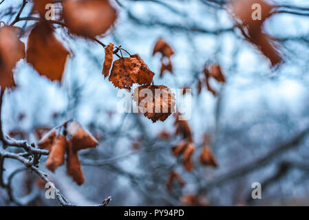 Con branche a secco di colore arancione pallido Betulla foglie in brina tardo autunno Foto Stock