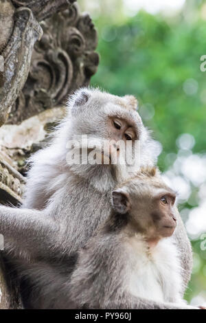 Scimmie macaco nella Foresta delle Scimmie di Ubud sull isola di Bali, Indonesia Foto Stock