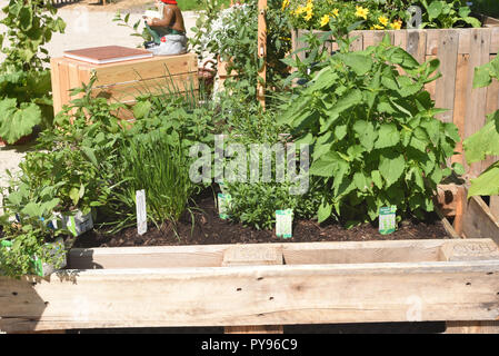 Hochbeet, Kraeuter, Gemuese Foto Stock