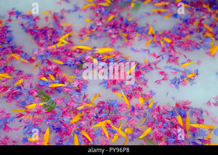 Bagno di fiori. Produzione artigianale di pasta di carta con intarsio di fiori Foto Stock