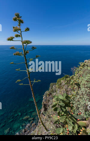 Bel fiore di agave e il fico d'india piante che si affaccia sul mare delle Cinque Terre, Liguria, Italia Foto Stock
