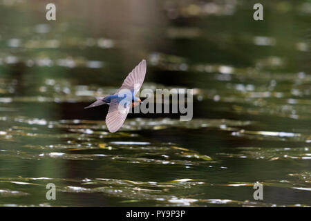 Benvenuti swallow in volo in tutta l'acqua a nord ovest della Tasmania australia Foto Stock