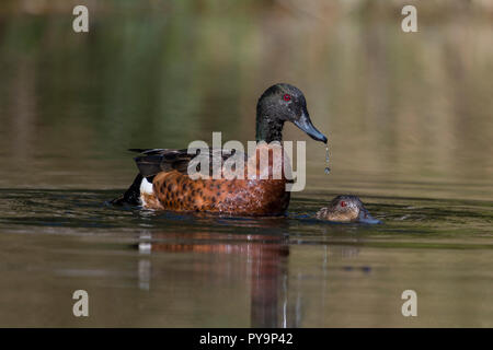 Chestnut teal maschio e femmina coppia coniugata in acqua a nord ovest della Tasmania australia Foto Stock