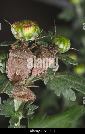 Brown marmorated stink bug (Halyomorpha halys) su foglie verdi (Ita: cimice asiatica; Deu: Marmorierte Baumwanze; Fra: Punaise diabolique: Spa: Bernat Foto Stock