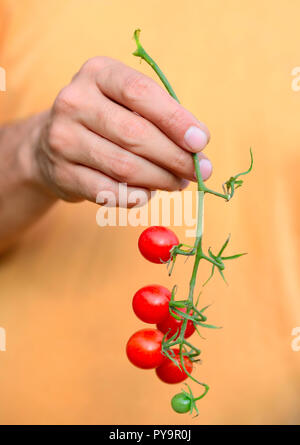 Freschi pomodori ciliegia (ramo di pomodori ciliegia) in un agricoltore a mano Foto Stock