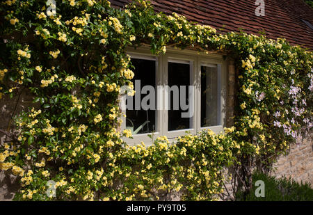 Rose giallo intorno a una finestra cottage nel Giardino Inglese,l'Inghilterra,l'Europa Foto Stock