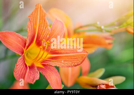 Hemerocallis - Bella daylily fiori sbocciano i fiori nel giardino Foto Stock