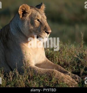 Leonessa presso il Parco Nazionale del Serengeti, Tanzania Africa Foto Stock