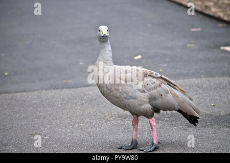 Il Cape sterile Goose è a piedi in un percorso Foto Stock