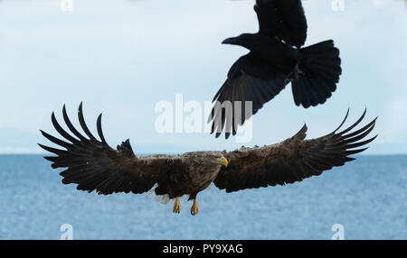 Raven e White Tailed eagle in volo. Nome scientifico: Haliaeetus albicilla, noto anche come il ern, erne, grigio eagle, Eurasian Sea Eagle e bianco Foto Stock