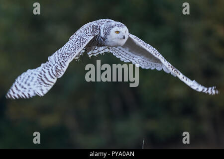 Vogel, Bird, EULE, Owl, Schneeeule, Schnee-Eule, Titonidi, civetta delle nevi, Foto Stock