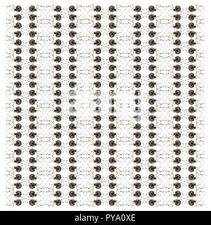 Casa comune ragno, Achaearanea tepidariorum, nel modello ripetuto, di fronte a uno sfondo bianco Foto Stock