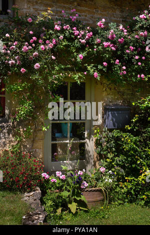 Rose rampicanti intorno alle finestre del cottage nel Giardino Inglese,l'Inghilterra,l'Europa Foto Stock