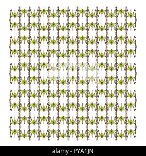 Grasshopper, malese Katydid foglia, Ancylecha fenestrata, nel modello ripetuto, di fronte a uno sfondo bianco Foto Stock