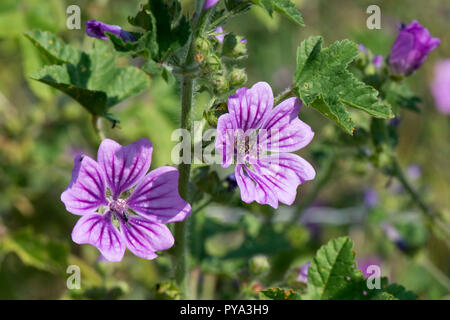 Comune, malva Malva Sylvestris, Deep Purple linee fiori lilla con la visita di insetti, Berkshire, Luglio Foto Stock